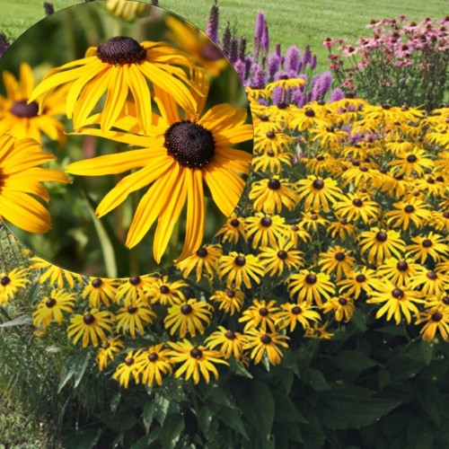 Rudbeckia fulgida 'Goldsturm' - Särav päevakübar 'Goldsturm' P9/0,55L